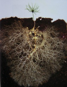 Photo by David Read of a small pine tree grown in a glass box revealing the level of white, finely branched mycorrhizal threads or "mycelium" that attach to roots and feed the plant. (David Read)