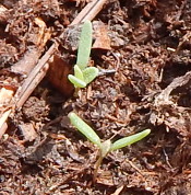 Indian Spinach Seedlings 175 DSCN0845