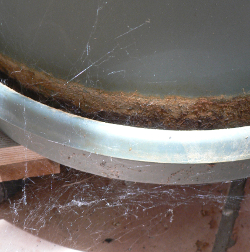 Black widow web