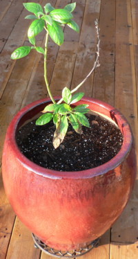 Plant_Trolley_Avocado
