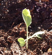 cabbage-dscn2254-175