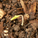 Tomato Lizzano Seedling emerged 1/1/2014