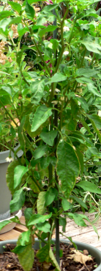 peppers June 20 2014 frame24 Scale