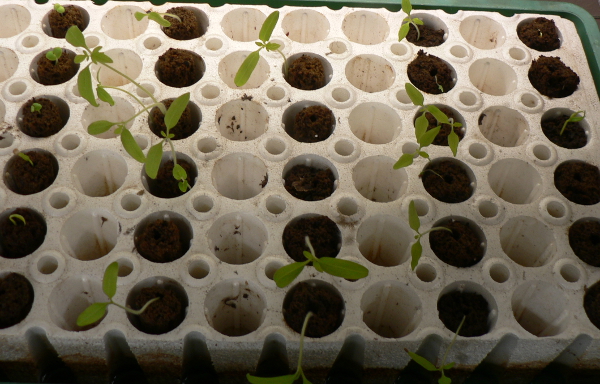 Peppers began to sprout once temperatures were above 55*