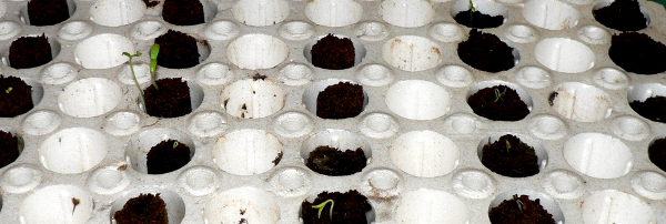 6 more seeds sprouted overnight