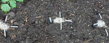 metal stakes in place to heat the soil and mycorrhizae where seeds will go