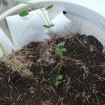 young potato plants