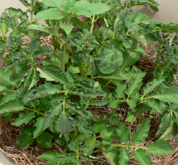 peppers June 20 2014 Potatoes frame 52