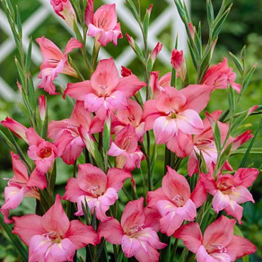 Shop Flower Bulbs