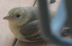 Finch that flew into my window