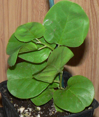 Caper Plant, native to the Mediterranian area.