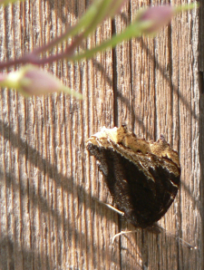 Mourning Cloak or Swallowtail Butterfly with Morning glory seed pods