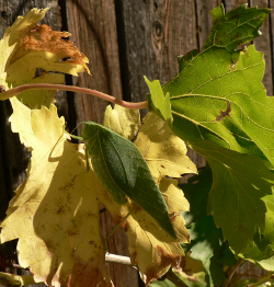 Katydid on grape leaf