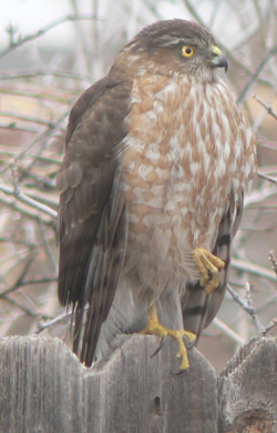 Hawk on my fence