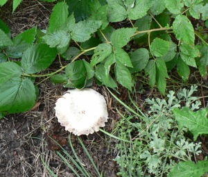 Large white mushroom by my raspberries