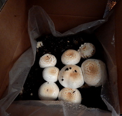 Mushrooms 250 DSCN0640