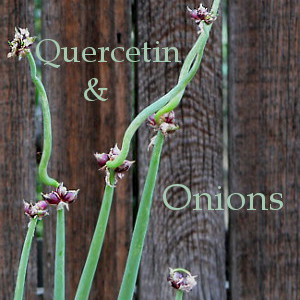 Onions and Quercetin