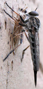 Robber Fly
