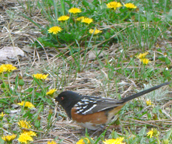 Towhee and dandelions