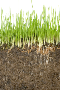 Some roots penetrate deeper than others, but they all are tightly connected to one another