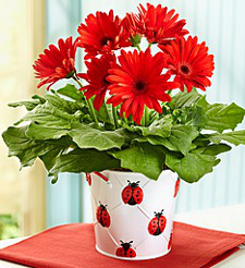 Lucky Gerbera Daisy