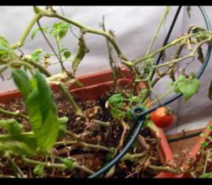 Wintering Tomatoes