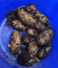 Potatoes from stalks 200 DSCN1387