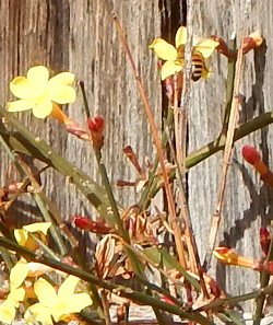 Bee on Winter Jasmine 250 DSCN0794