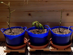 Repotted avocados 300 DSCN1112