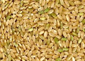 Protein_Brown_rice175