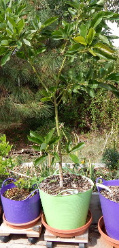avocado-tree-dscn2267-175