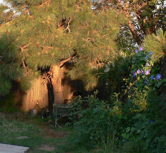july_20_2006_dawn_walking_toward_my_cool_corner-570