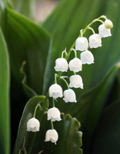 lily-of-the-valley-175