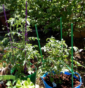 Supporting Tomatoes