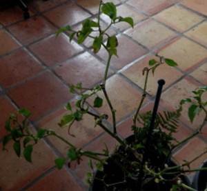 2 year old pepper plant - inside for the winter 2 year old pepper plant