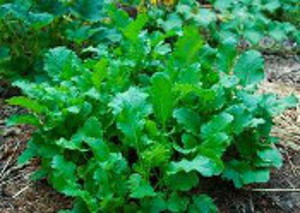 Broccoli Rabe or Rapini