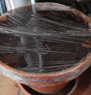 Carrot pot with cling film