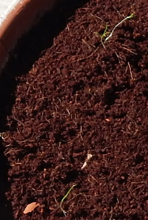 carrot seedlings reaching for light