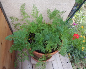 Carrots next to a pot of geraniums