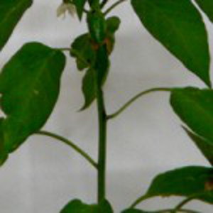 chili pepper plant with few eaves