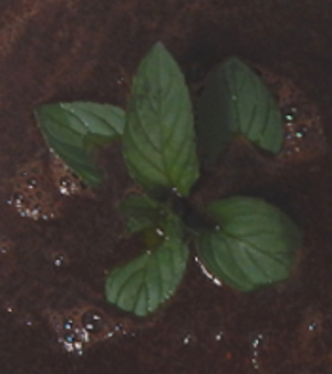 Chocolate Mint in Brewing Coffee - Better than artificially flavored coffee Chocolate Mint in Brewing Coffee