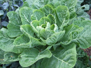 Collards known as Spring Greens in England