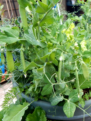 Peas dominating the collards and feathery leaved carrots