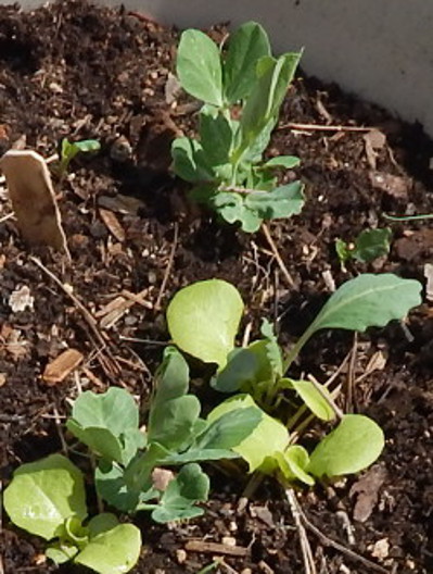 Lettuce Kale Collards and Peas - planted 3 weeks ago Lettuce Kale Collards and Peas