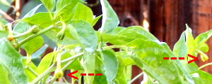 Pepper buds turning yellow