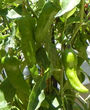 2 year old pepper plant