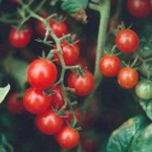 Red Currant Tomato from South America