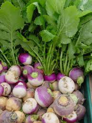 Turnips and Turnip Greens