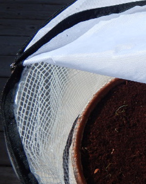 carrot seedlings in pop-up Greenhouse