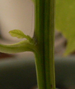 New leaf on chili pepper